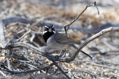 Black-throated Sparrow