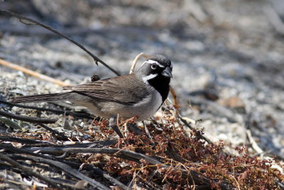 Black-throated Sparrow