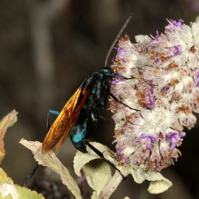 Genus Pepsis  ♂