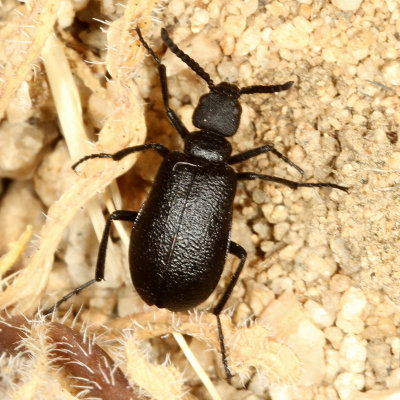 Genus Cordylospasta