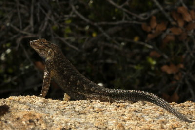 Great Basin Fence Lizard