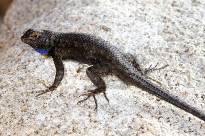 Great Basin Fence Lizard