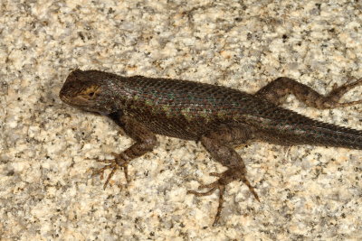 Great Basin Fence Lizard