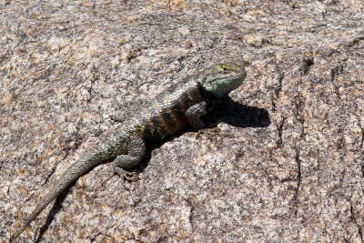 Yellow-backed Spiny Lizard 