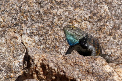 Yellow-backed Spiny Lizard ♂  