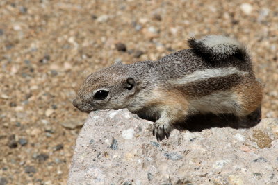 White-tailed Antelope Squirrel