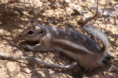White-tailed Antelope Squirrel