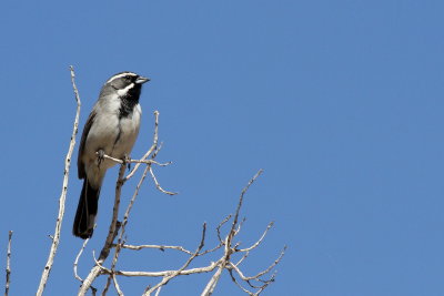 Black-throated Sparrow 