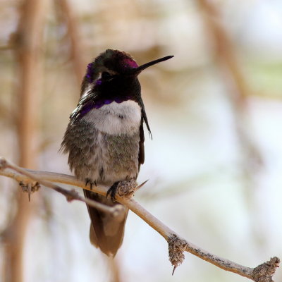 Costa's Hummingbird ♂