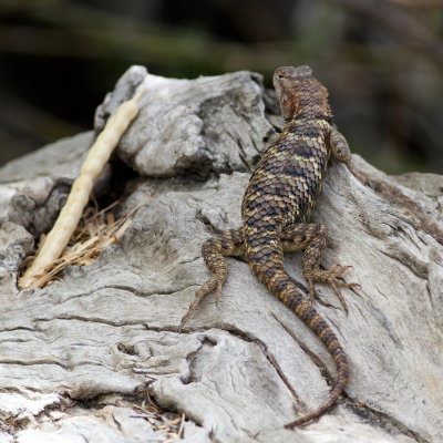 Yellow-backed Spiny Lizard
