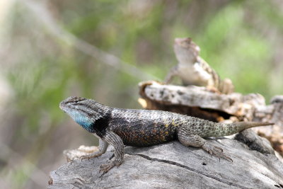 Desert Spiny Lizard
