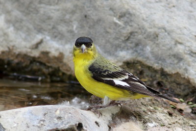 Lesser Goldfinch ♂