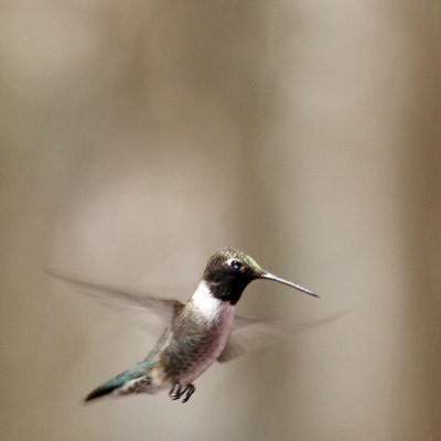 Black-chinned Hummingbird ♂