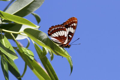 Lorquin's Admiral