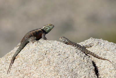 Yellow-backed Spiny Lizard