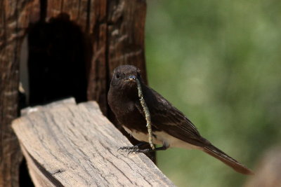 Black Phoebe