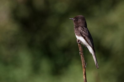 Black Phoebe