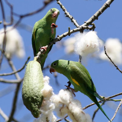 Yellow-chevroned Parakeet
