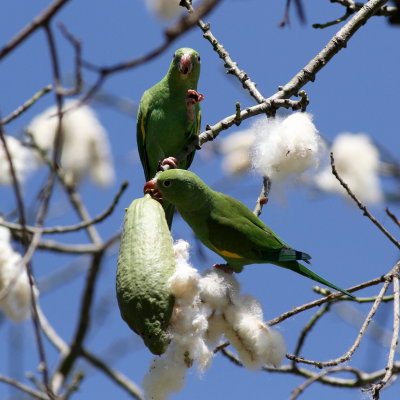 Yellow-chevroned Parakeet