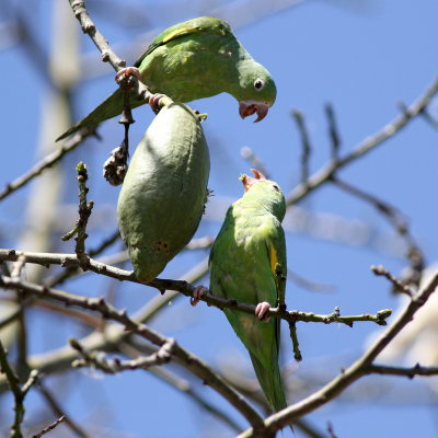 Yellow-chevroned Parakeet