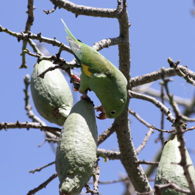 Yellow-chevroned Parakeet