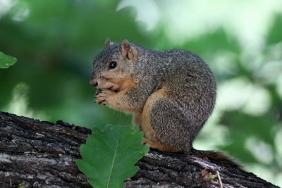 Eastern Fox Squirrel