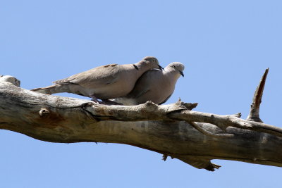 Eurasian Collared-Dove