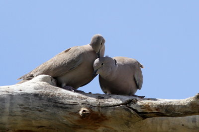 Eurasian Collared-Dove