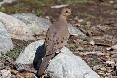 Mourning Dove