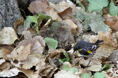 Audubon's Warbler