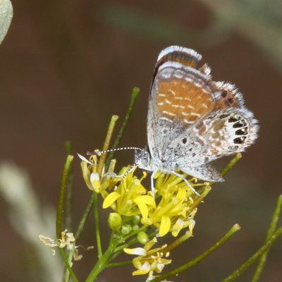 Western Pygmy Blue