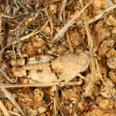 Cibolacris parviceps parviceps * Cream Grasshopper nymph