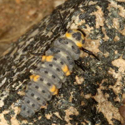 Hippodamia convergens  larva 