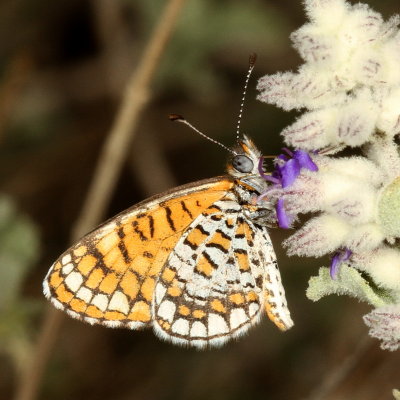 Tiny Checkerspot