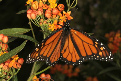 Monarch