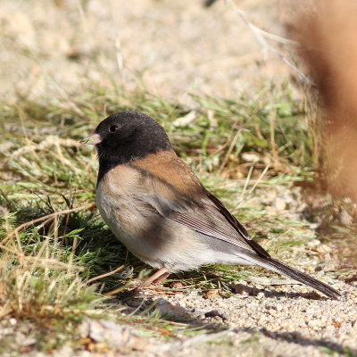 Oregon Junco