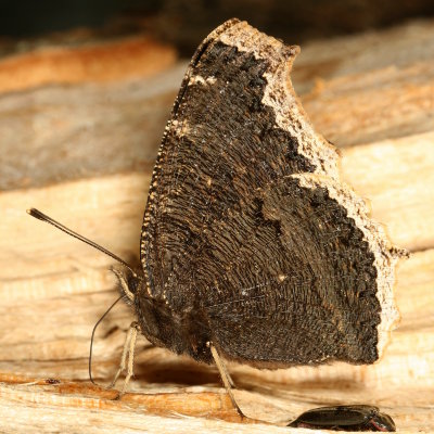Mourning Cloak