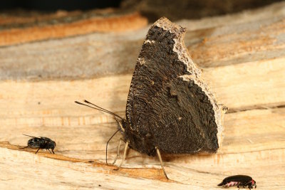 Mourning Cloak