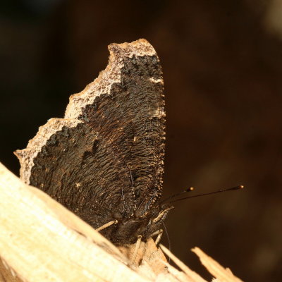 Mourning Cloak