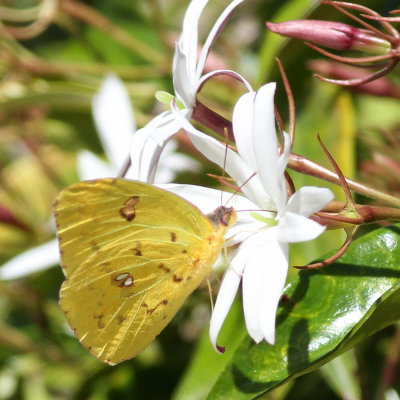 Cloudless Sulphur ♀