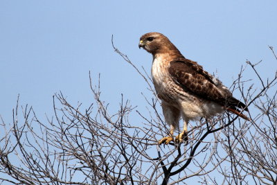 Red-tailed Hawk 