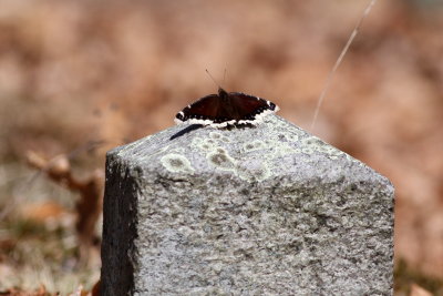 Mourning Cloak
