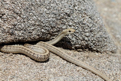 Western Patch-nosed Snake