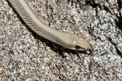 Western Patch-nosed Snake