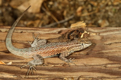 Western Side-blotched Lizard ♂ 