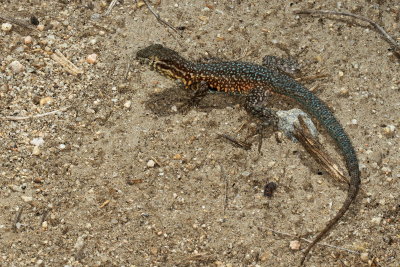 Western Side-blotched Lizard ♂