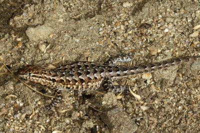 Western Side-blotched Lizard ♀ 