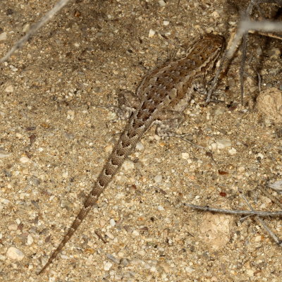 Western Side-blotched Lizard ♀ 