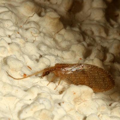 Subfamily Hemerobiinae