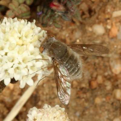 Subfamily Cythereinae